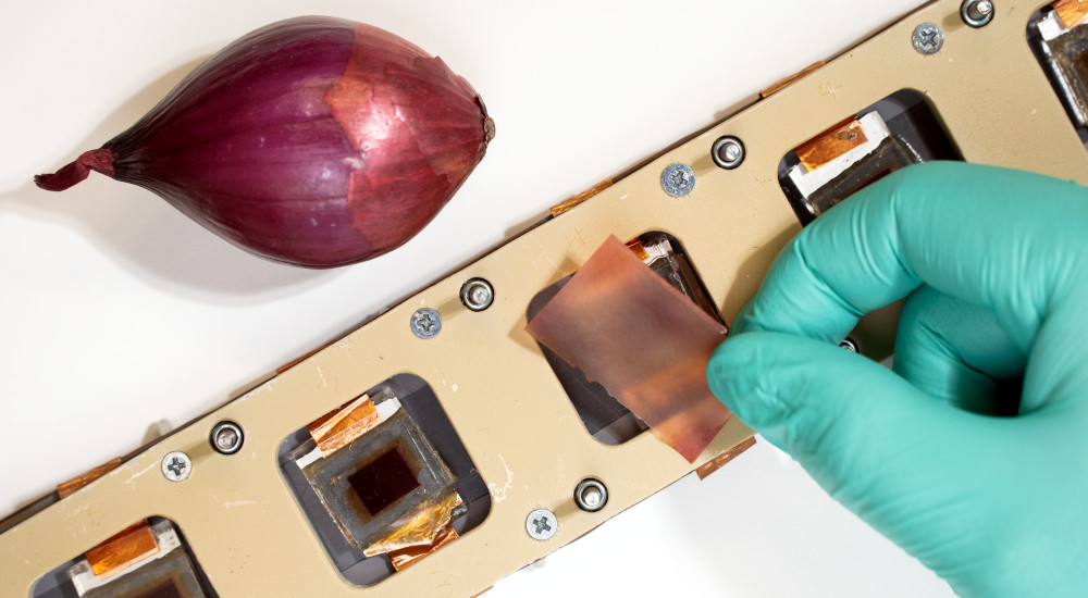 red onion skin solar cell
coating