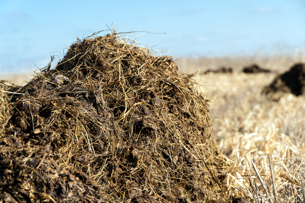 dung
heap