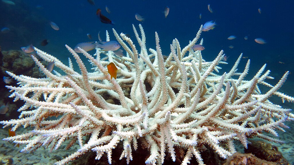bleached
coral