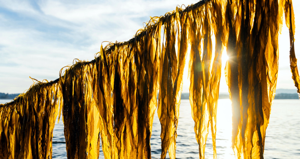 seaweed harvest