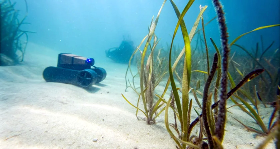 Ulysses drone
seagrass
