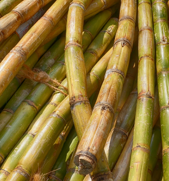 BraskemSugarCane